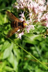 bee on a flower