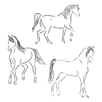 set of fine horses outlines - vector collection, beautiful horse, vector sketch illustration