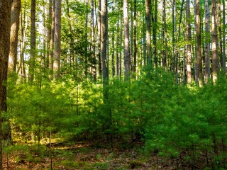 Obraz premium Deep in the woods at Cooks Forest State Park in Pennsylvania, baby green pine trees growing between the really tall trees.