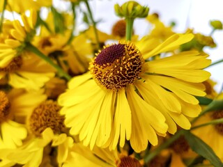 A bouquet of yellow rudbekia flowers or coneflowers close-up.