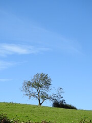 arbre