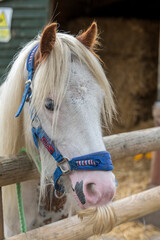A head shot of a Welsh Cob stallion looking over a fence.