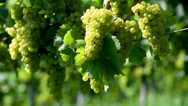 Weisse Trauben an einem Weinstock im Weinberg