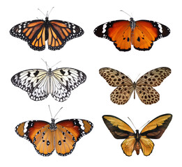 Obraz na płótnie Canvas Set of beautiful butterflies on white background