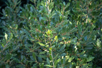 bay tree and leaves, daphne leaf, small bud, sprouts, laurus nobilis lauraceae, laurel, 