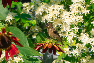 aves y girasoles