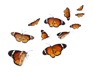 Amazing plain tiger butterflies flying on white background