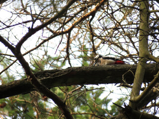 woodpecker on tree