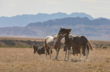 Wild Horse Stallions Fighting in the Utah Desert