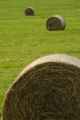 Straw bales on meadow on countryside background.