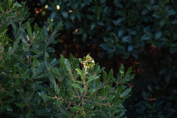 bay tree and leaves, daphne leaf, small bud, sprouts, laurus nobilis lauraceae, laurel, 