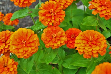 orange Magellan zinnia flowers blooming in the garden