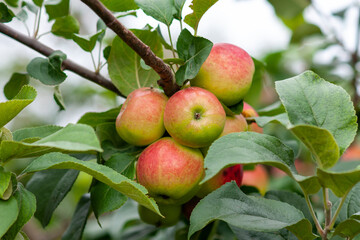 Red ripe apples on a branch. Selective focus.