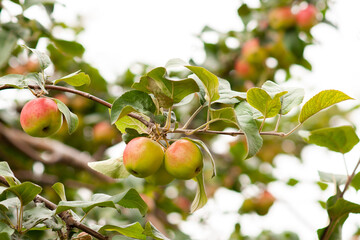 Red ripe apples on a branch. Selective focus.