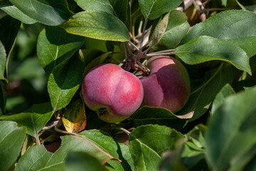 Red ripe apples on a branch on a Sunny day