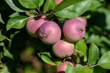 Red ripe apples on a branch on a Sunny day