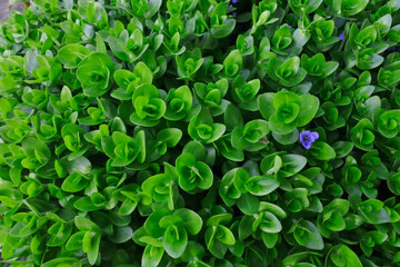 green leaves background