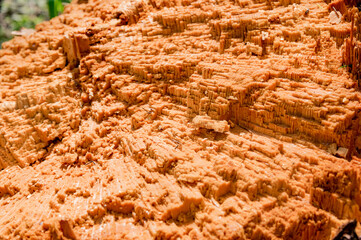 Tree cut, annual rings