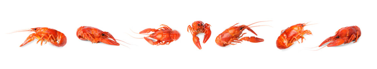 Set of tasty cooked crayfishes on white background. Banner design