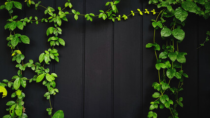 Green Vine, ivy, liana, climber or creeper plant growth on black wooden wall with copy space on...