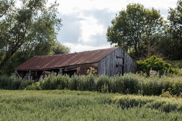 Obraz premium Abandoned farm building left in overgrown weeds on edge of field in countryside 