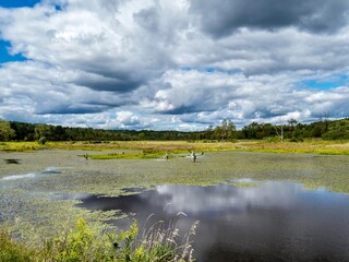 Buzzard’s Swamp in Marienville, Pennsylvania in the summer.  Marsh land filled with large ponds...