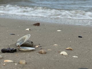shell on the beach