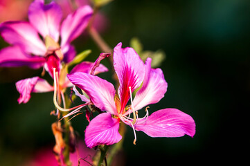 close up of pink flower