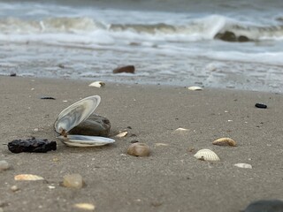 Muschel am Strand