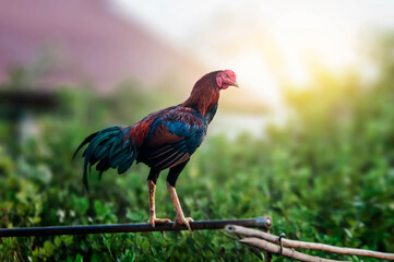 rooster in the grass