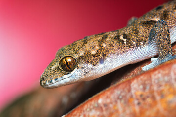 Macro head shot of baby gecko with selective focus. Closeup baby gecko.