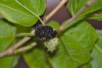 blackberry on the tree