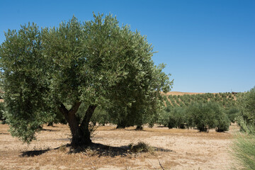 Olive tree in front of an olive plantation