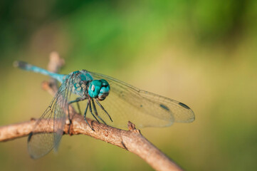 dragonfly on a green leaf