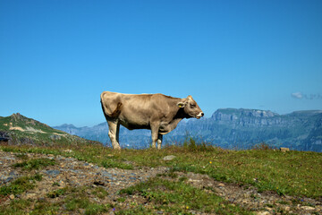 Kühe auf einer Alm auf dem Pizol in der Schweiz 7.8.2020