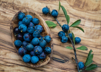 Schlehdorn prunus spinosa