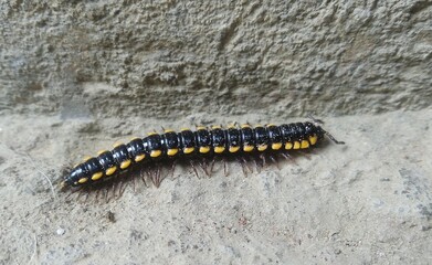 greenhouse millipede moving on the ground
