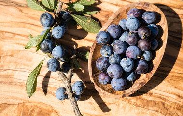 Schlehdorn prunus spinosa