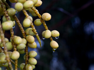Close up shot of garden palm nuts with rain drops