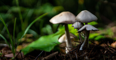 mushrooms in the forest