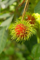Rambutan ripe on the branches of rambutan trees