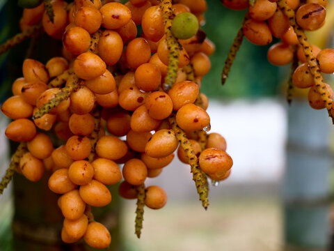 Close up shot of garden palm nuts with rain drops