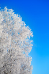 Snow covered winter birch tree tops blue sky