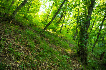 Leaves twigs green and yellow color beautiful background. Summer forest. Nature of Azerbaijan close up.