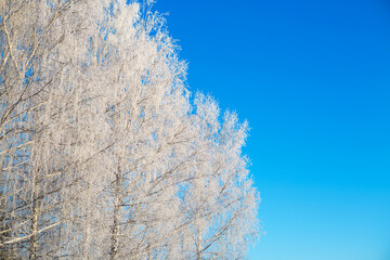 Frozen birch of tree covered with hoarfrost on blue sky background