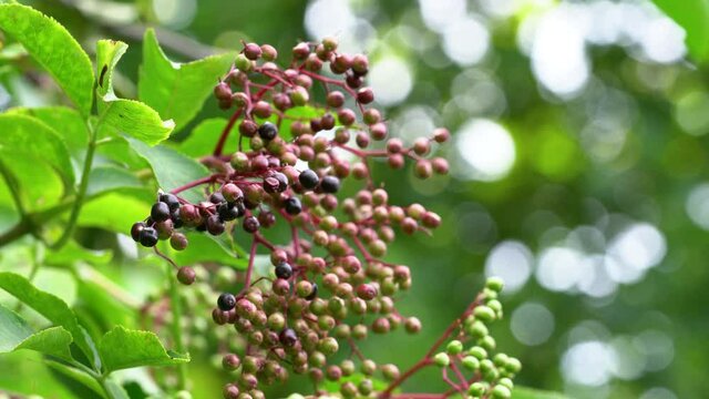 Ripening fruits of Black Elder in natural environment (Sambucus nigra) - (4K)