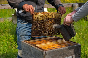 Yabogan. Russia. August 07, 2020. Apiary. The beekeeper inspects a wide frame with honeycombs covered with bees from the lower part of the hive. This honey is left to the bees for the winter.