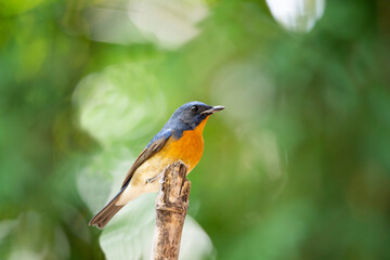 Chinese Blue Flycatcher
