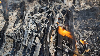 Firewood burns beautifully in nature