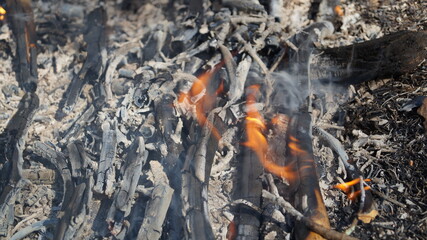 Firewood burns beautifully in nature